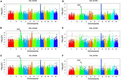 Linkage mapping and association analysis to identify a reliable QTL for stigma exsertion rate in rice